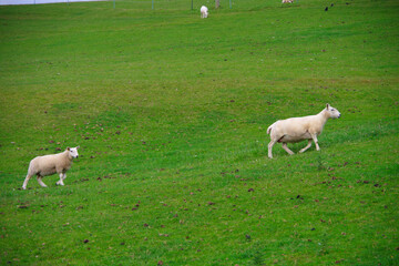 Fototapeta premium 牧場を歩く 羊達 羊の親子