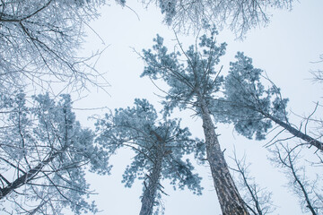 Snow covered top trees