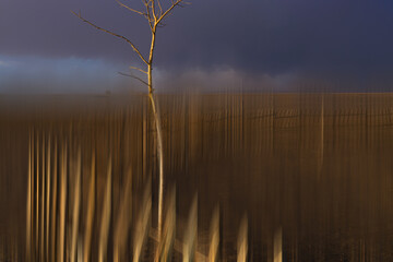 blurred view of bare tree at meadow at sunset 