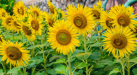 flower of sunflower blooming in the garden. 