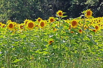 Sonnenblumen