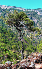 Pinus hartwegii o conocido tambien como Ocote negro o pino de las alturas, esta especie de arbol solo crece en las monta&ntilde;as m&aacute;s altas del eje neovolcanico de mexico y otras partes del mundo similares.