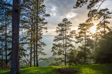 Bosque con nubes en atardecer