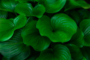 Fototapeta na wymiar green heart shaped leaves background, natural background texture