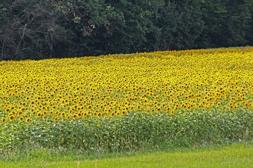 Obraz premium Sonnenblumenfeld