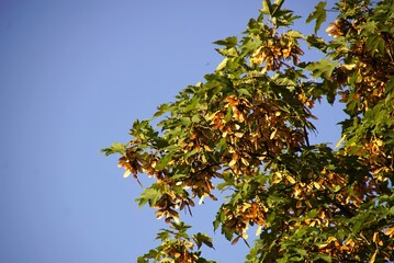 Ahorn mit Gefl&uuml;gelter Frucht  im Gegenlicht