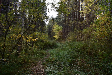 footpath in the forest