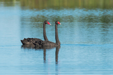 O Cisne Negro é uma ave aquática Australiana.