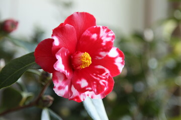 camellia japonica 'fire dance var'
