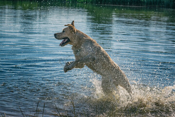 Cheerful energetic labrador retriever frolic in the pond.