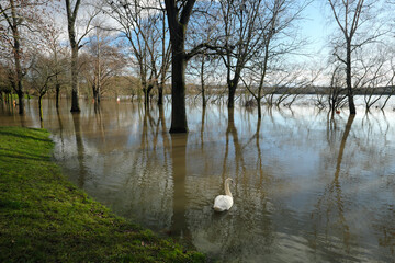 Fototapeta premium Hochwasser am Rhein bei Bendorf mit Überflutung von Parkanlage mit Bäumen im Wasser und Schwan - Stockfoto