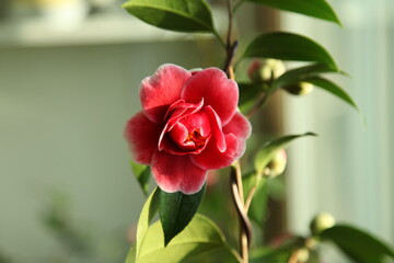 red camellia 'tama vino'