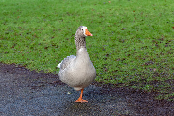 On the asphalt path, the goose stands on one leg in complete tranquility