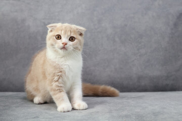 Scottish Fold cat are sitting on gray background. Kittens looking at camera.
