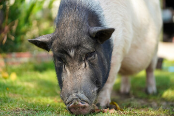 Close up of a two-color, tubby, dirty and old pig walking on grass field