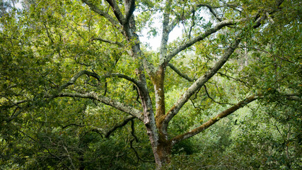 Árbol grande con hojas verdes en bosque