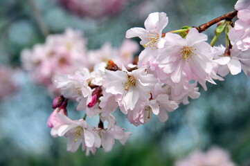 Beautiful pink blossom in spring (closeup)