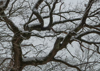 Baum mit Schneeschicht