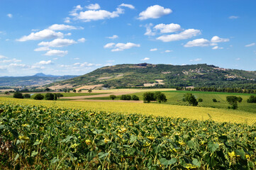 Fototapeta na wymiar Beautiful view on a plain with agricultural sunflower cultivation and a volcanic hill