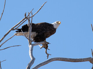 Bald eagle with fish and bald eagle on branch