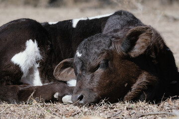 Calf sleeping close up.