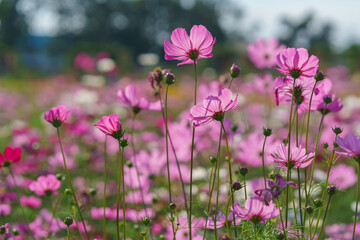 Cosmos colorful flower in the beautiful garden
