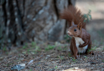 red squirrel in the park