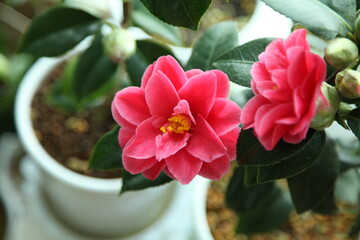 Naklejka na ściany i meble camellia japonica 'beni hagoromo'