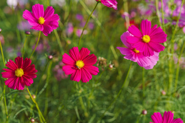 Obraz premium Cosmos colorful flower in the beautiful garden