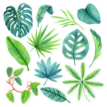 Watercolor leaves of lush nature of rainforests.