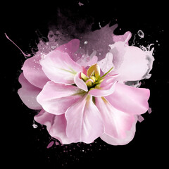 Beautiful pink rose flowers on a black background. A gentle gentle artistic image of wildlife