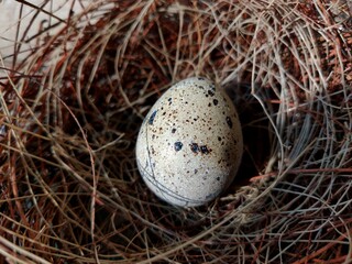 Fototapeta premium Common quail bird egg inside a nest, Quail eggs are considered a delicacy in many parts of the world