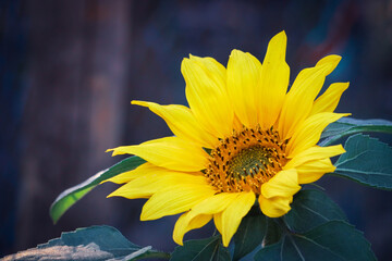 Close up Beautiful sunflower blossom very beautifully in garden with blury background of leafs and flowers.