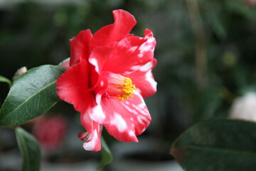 Obraz premium red camellia 'fire dance var'