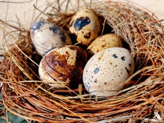 Common quail bird eggs inside a nest, Quail eggs are considered a delicacy in many parts of the world