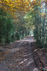Autumn view of the Ordesa Y Monte Perdido national park with paths and very colorful trees, in the Aragonese Pyrenees, located in Huesca, Spain.