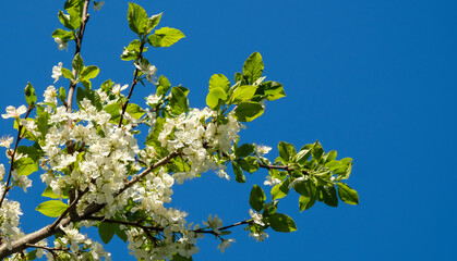 Obraz premium Branches of blossoming plum against the blue sky on a clear spring day. A place for text.