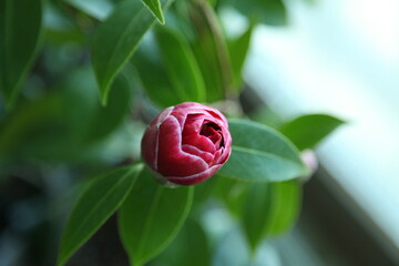 red camellia blossom