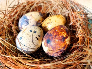 Common quail bird eggs inside a nest, Quail eggs are considered a delicacy in many parts of the world