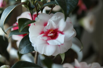 snow spring camellia