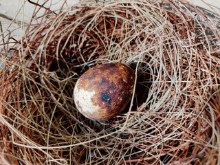 Common quail bird egg, Quail eggs are considered a delicacy in many parts of the world