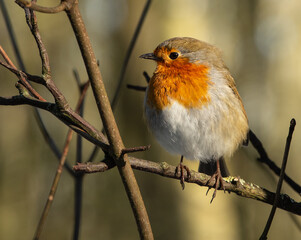 robin on a branch