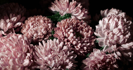 Botanical floral dark moody banner or background with pink asters flowers bouquet, closeup, copy space, greenhouse and indoor garden concept, dark moody blooming design