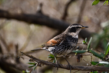 枝にとまっているツグミ