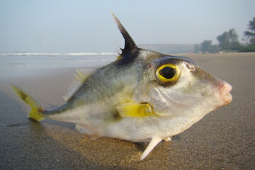 live Horn fish or Tripod fish on the beach near the sea        