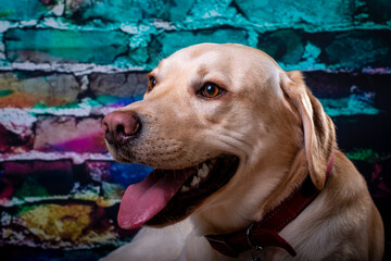 Labrador retriever colourful brick background