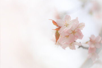 Soft spring background, blur. Blossoming branches of cherry sakura. Copy space.