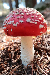 AMANITA MUSCARIA