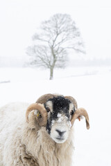 Swaledale ram in a snow covered field