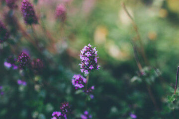Beautiful spring background with purple flowers